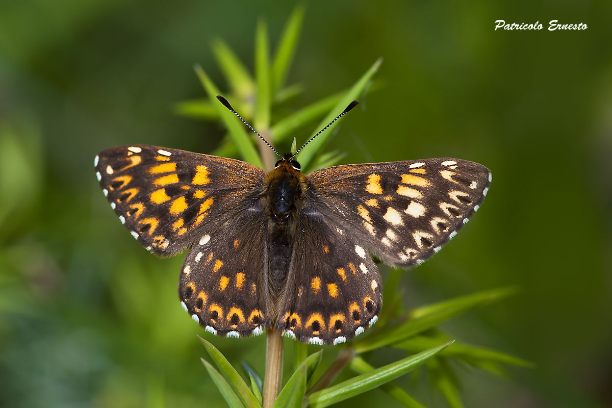 farfalla da identificare - Hamearis lucina